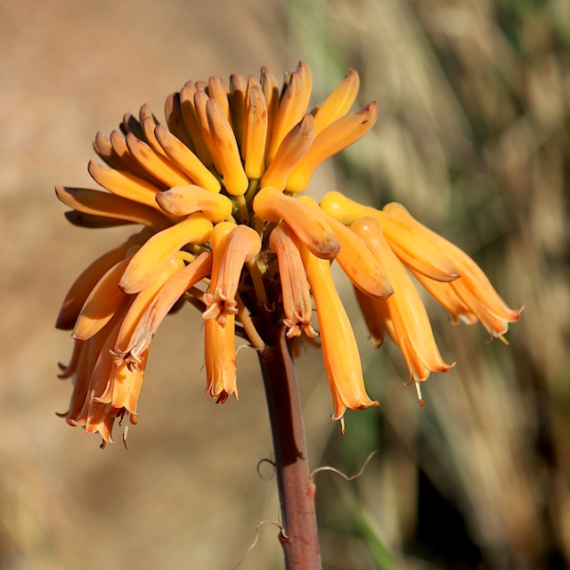 Aloe maculata